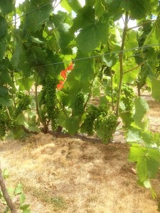 Vines after leaf plucking. Fruit is exposed but leaving a 