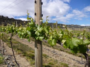 Spring Shoots on the vines