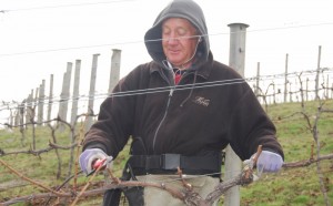 Steve May, Operations Manager - our longest serving employee. He's seen all these vines each year and knows them well!