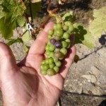 First Signs of Veraison