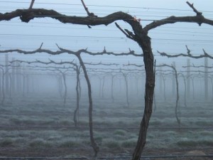 Vines in the fog